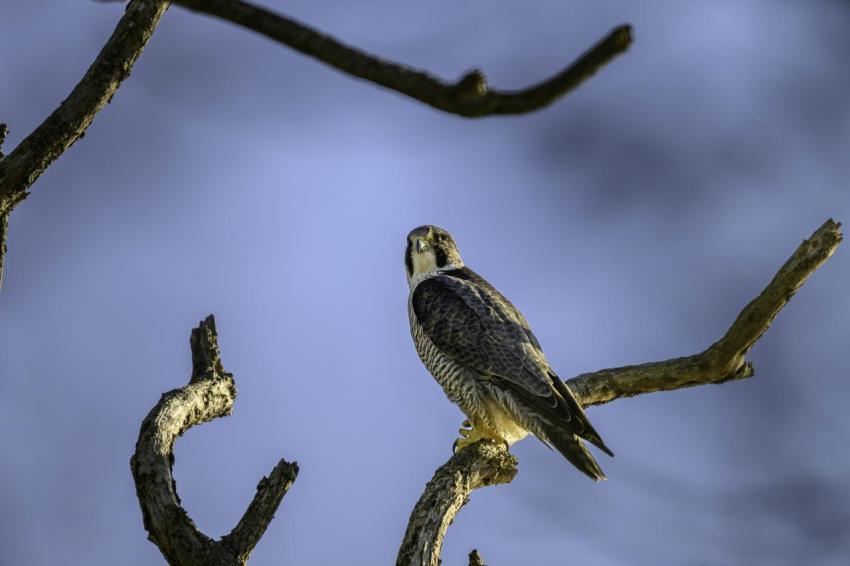 54465762106 882d66d965 o