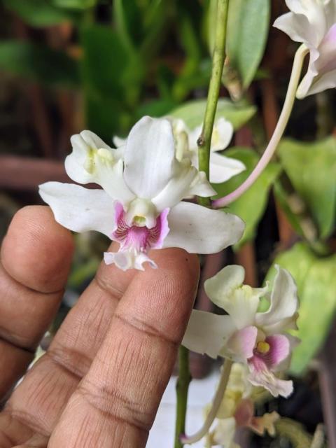 WhatsApp Image 2025 09 17 at 10 22 24