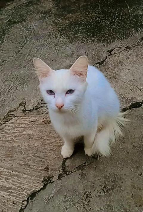 Cat white smart