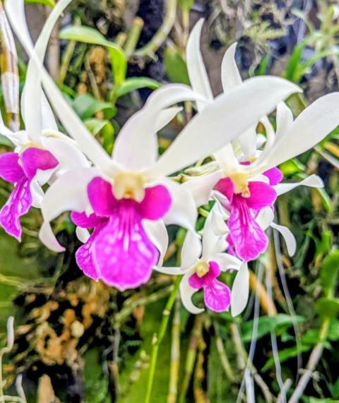 Dendrobium Meesangnil, S.Meesangnil 1980 (RHS)