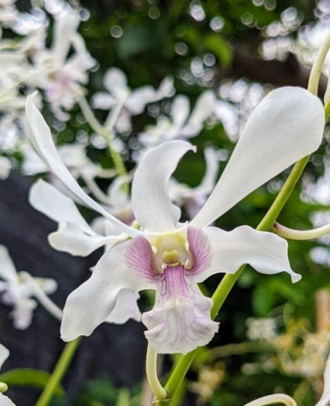 dendrobium capung Bali