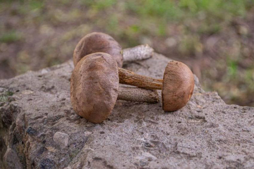 WhatsApp Image 2025 09 19 at 13 24 36